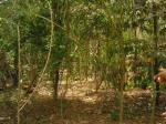 <c:out value=', Ecossim, Goa, India'/>